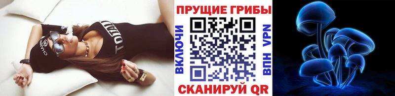 Псилоцибиновые грибы Psilocybe  как найти наркотики  Суджа 